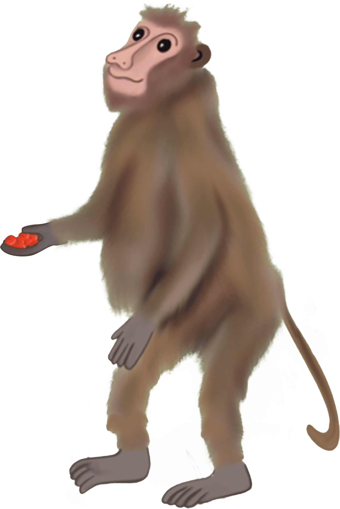 A brown baboon with red cherries in its hands.