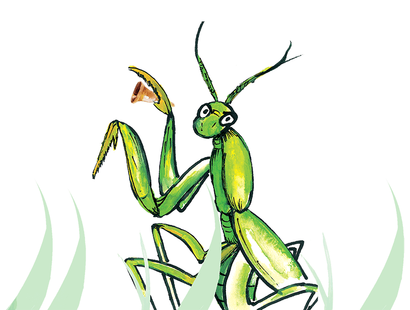 A green praying mantis in the grass against a white background.